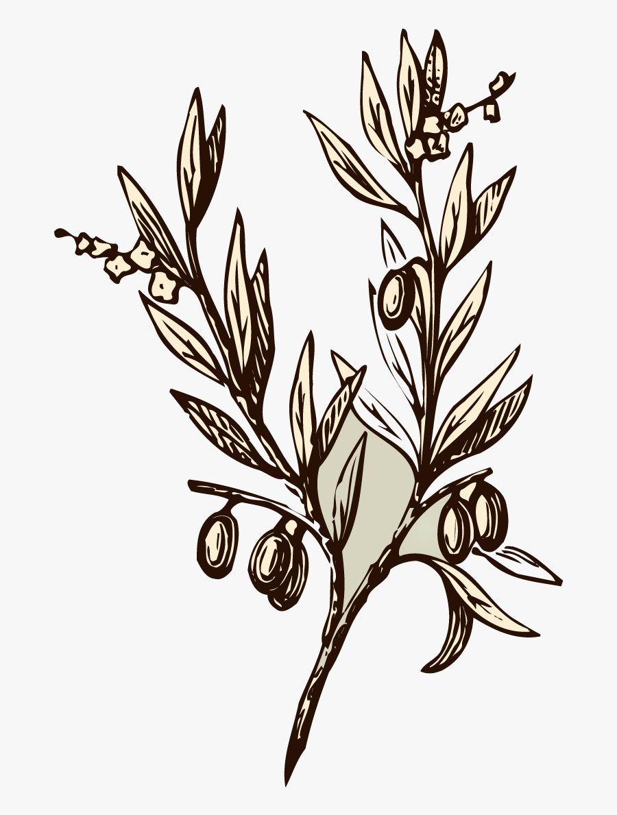 Vector Transparent Branch Transparent Almond - Olive Tree Tattoo, Transparent Clipart