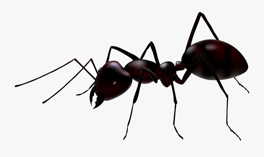 Ant Clipart Transparent Backg - Ant Transparent Background, Transparent Clipart
