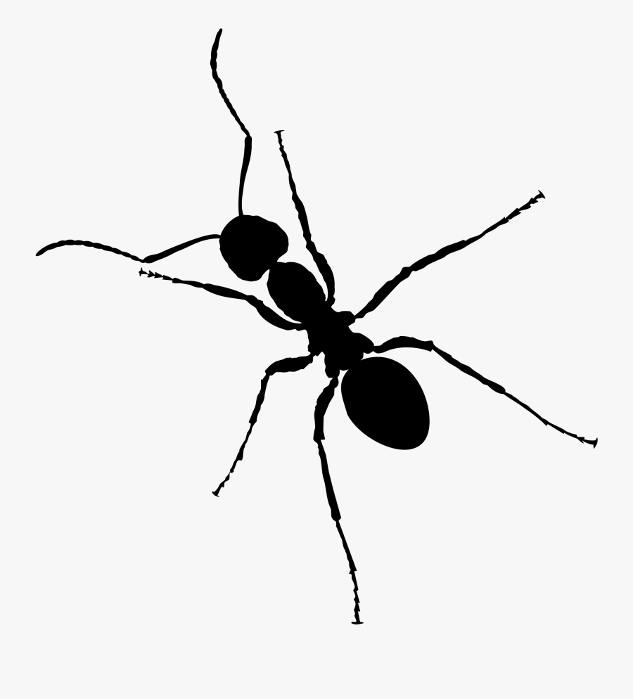 Clipart Ant - Black Ant Png, Transparent Clipart