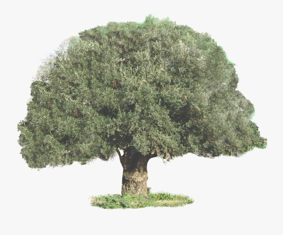 Sageretia Theezans, Transparent Clipart