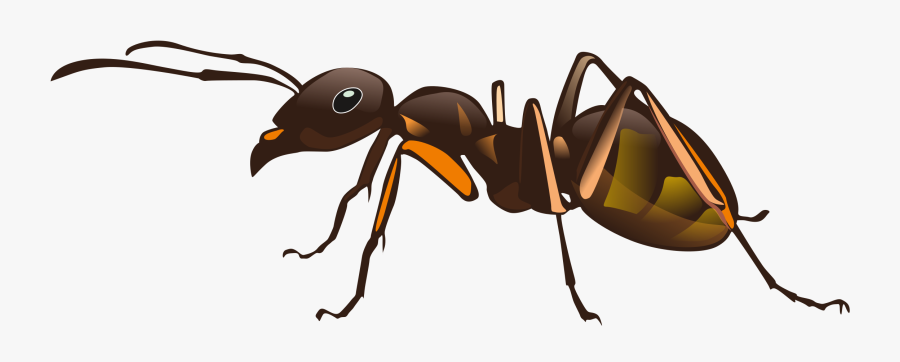 Red Imported Fire Ant Insect Pest Control - Transparent Ant, Transparent Clipart