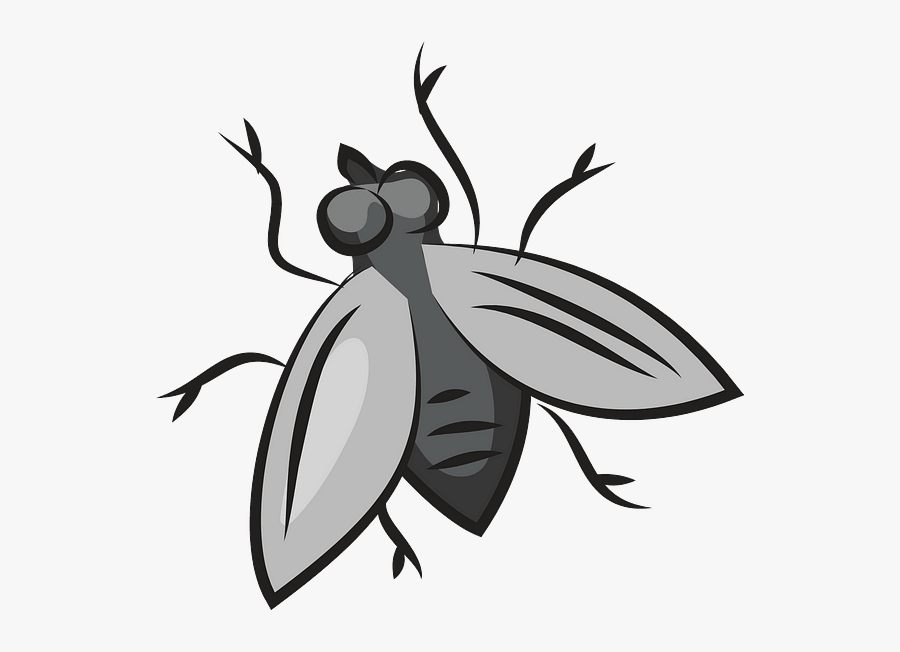 Net-winged Insects, Transparent Clipart