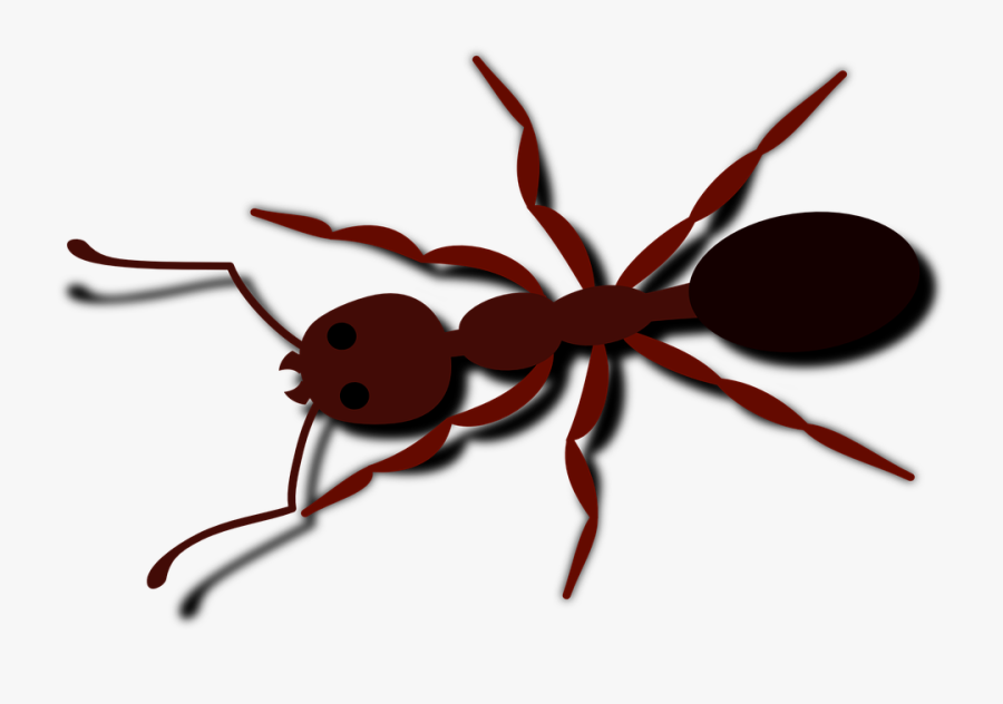 Ant Bug Insect - Free Ant Clip Art, Transparent Clipart