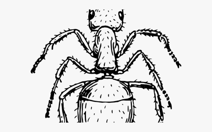 Insects Line Drawings, Transparent Clipart