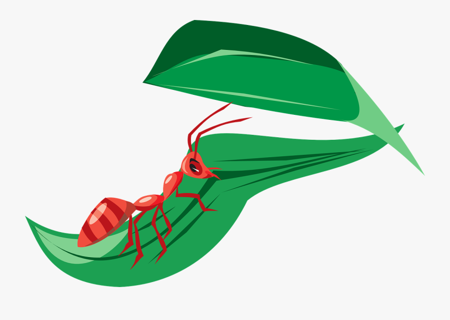 Ant In Leaf Clipart, Transparent Clipart