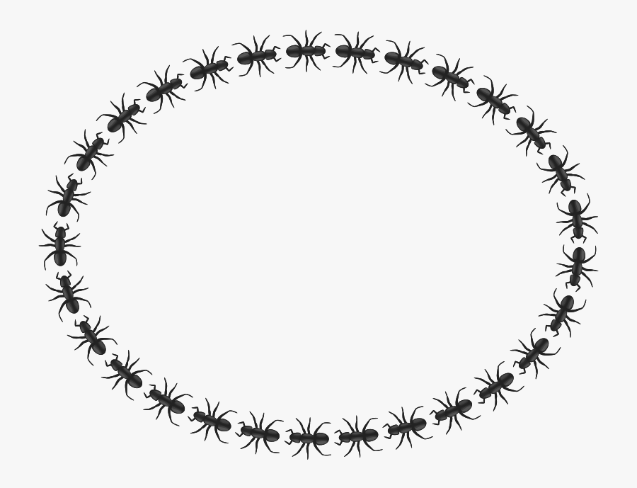 Ant Border Oval - Icon Border Circle Png, Transparent Clipart