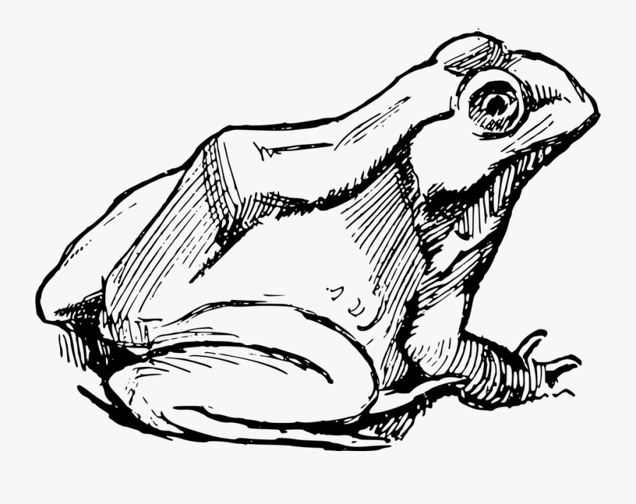 Drawing Frogs Sketch - Frog Drawing, Transparent Clipart