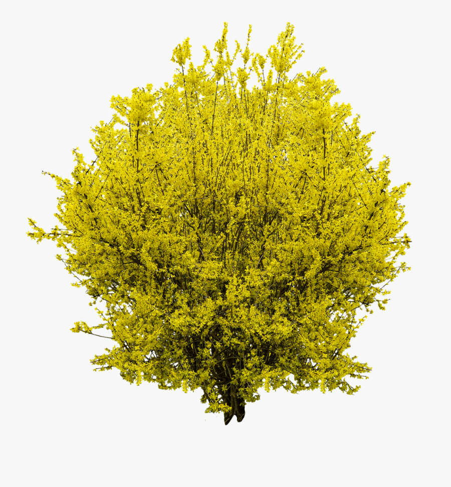 Forsythia - Forsythia Png, Transparent Clipart