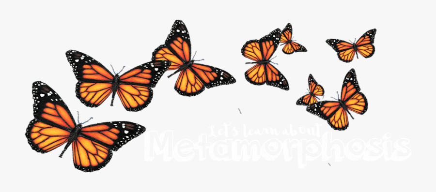 Butterfly Portable Network Graphics Clip Art Insect - Transparent Background Monarch Butterfly Clipart, Transparent Clipart