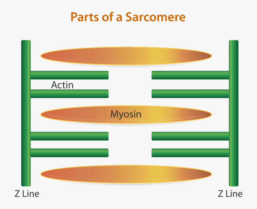 The Region Between Two Z Lines Is Called A Sarcomere - Structure Of Muscle Contraction, Transparent Clipart
