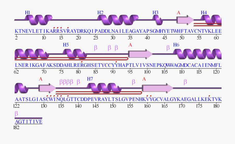 An Error Occurred - Protein Sequence Secondary Structure, Transparent Clipart