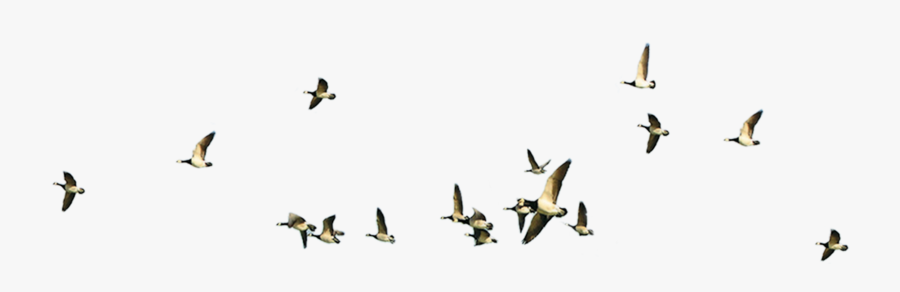 Bird Migration Poster - Flying Birds Png On White Background, Transparent Clipart