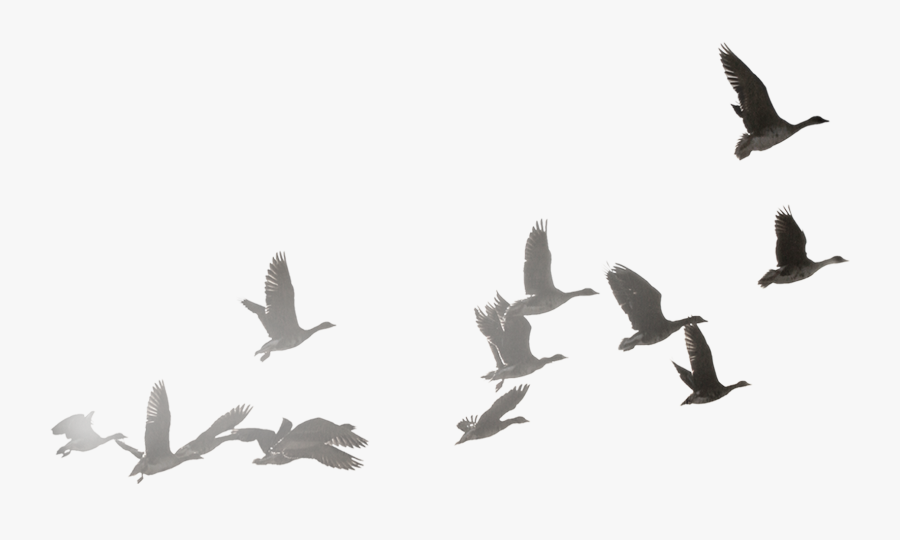 Goose Transparent Flock Dove - Flock Of Doves Png, Transparent Clipart
