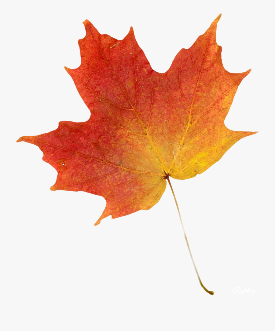 Autumn Leaf Color Clip Art - Maple Leaf Colour Drawing, Transparent Clipart