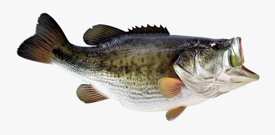 Download Transparent Background Image - Bass Fish No Background, Transparent Clipart