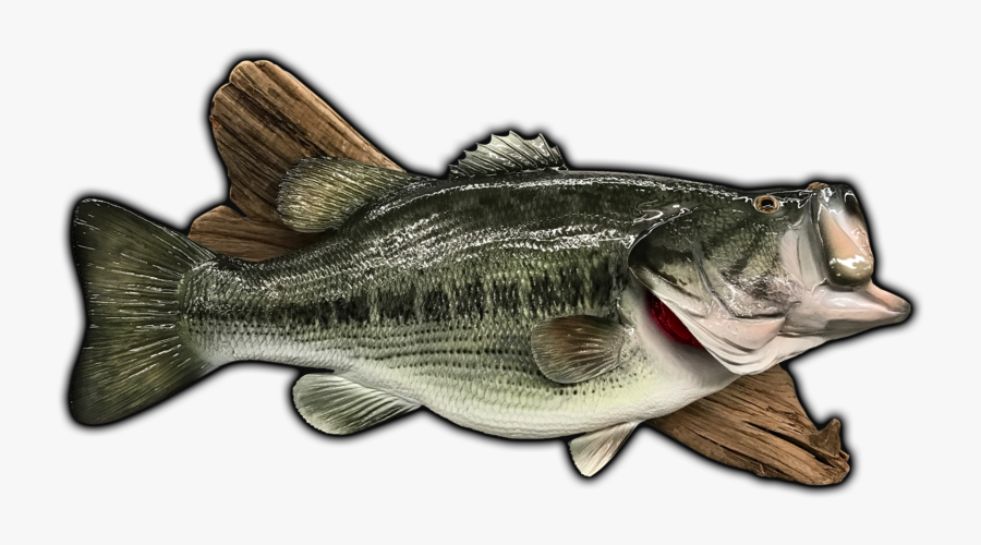 Clip Art Largemouth Bass Images - Bass Replicas, Transparent Clipart