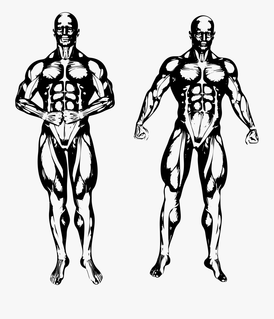White Muscle Man Png - Drawing, Transparent Clipart