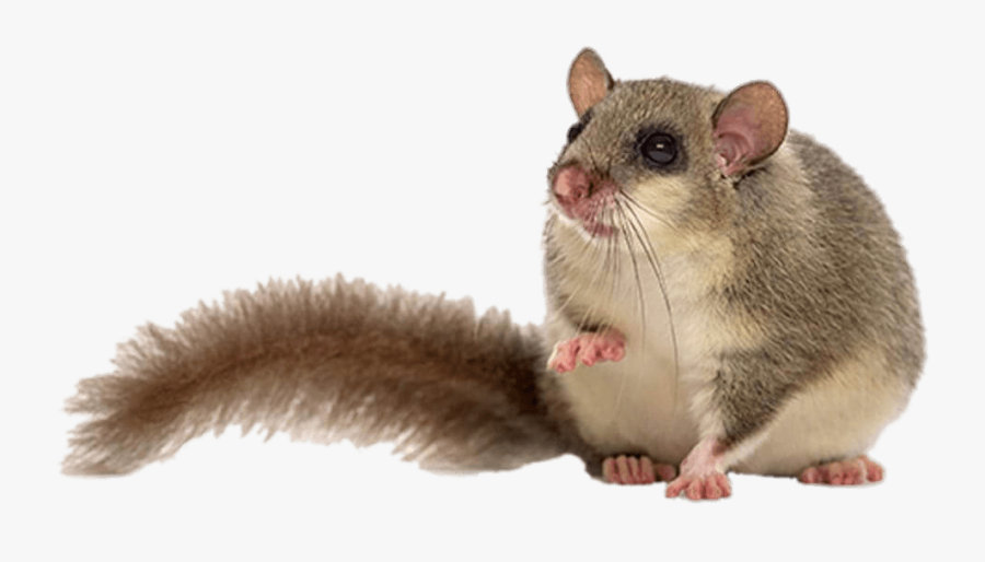 Fat Dormouse - Dormouse Png, Transparent Clipart