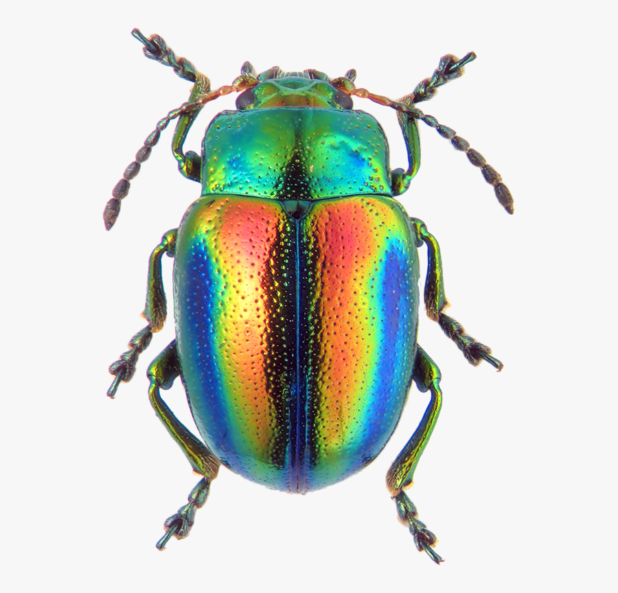 Drawing Insect Japanese Beetle - Iridescent Insect, Transparent Clipart