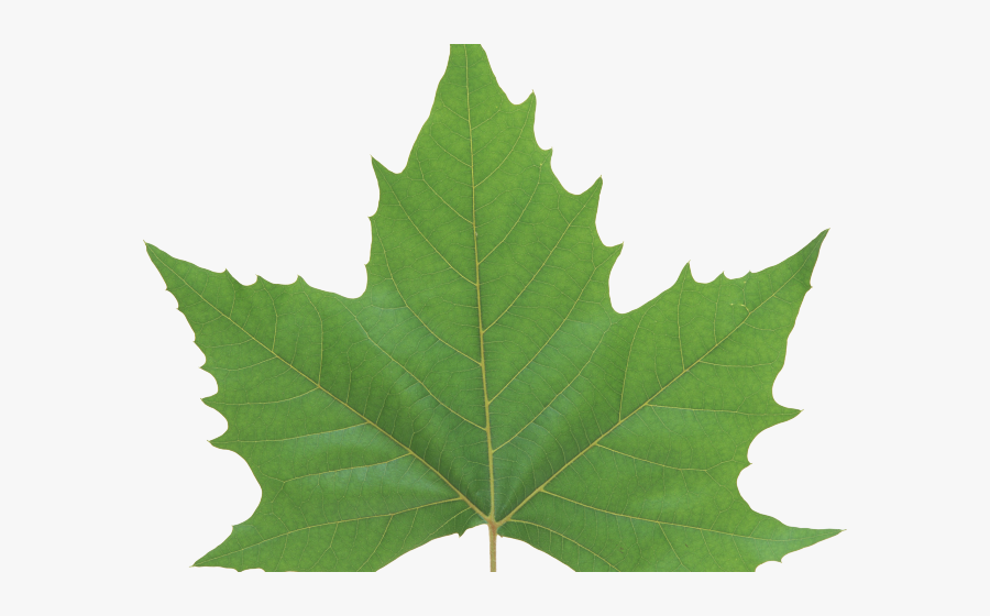 Maple Leaf Clipart Dark Green Leaves - Green Maple Leaf Png, Transparent Clipart