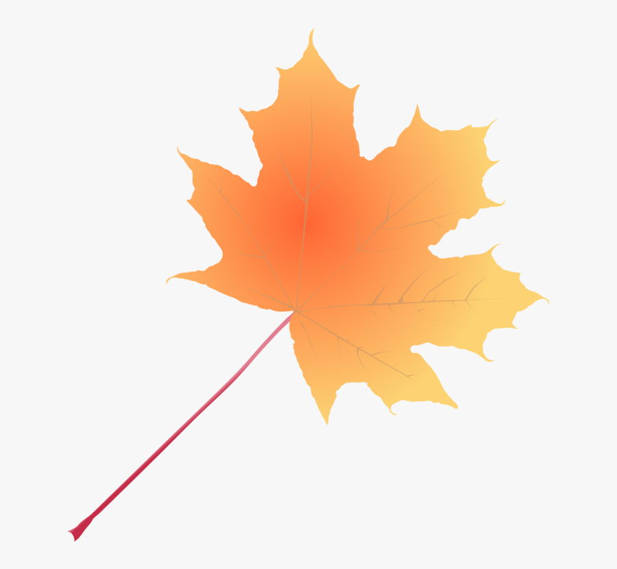 Plant,leaf,tree - Maple Leaf, Transparent Clipart