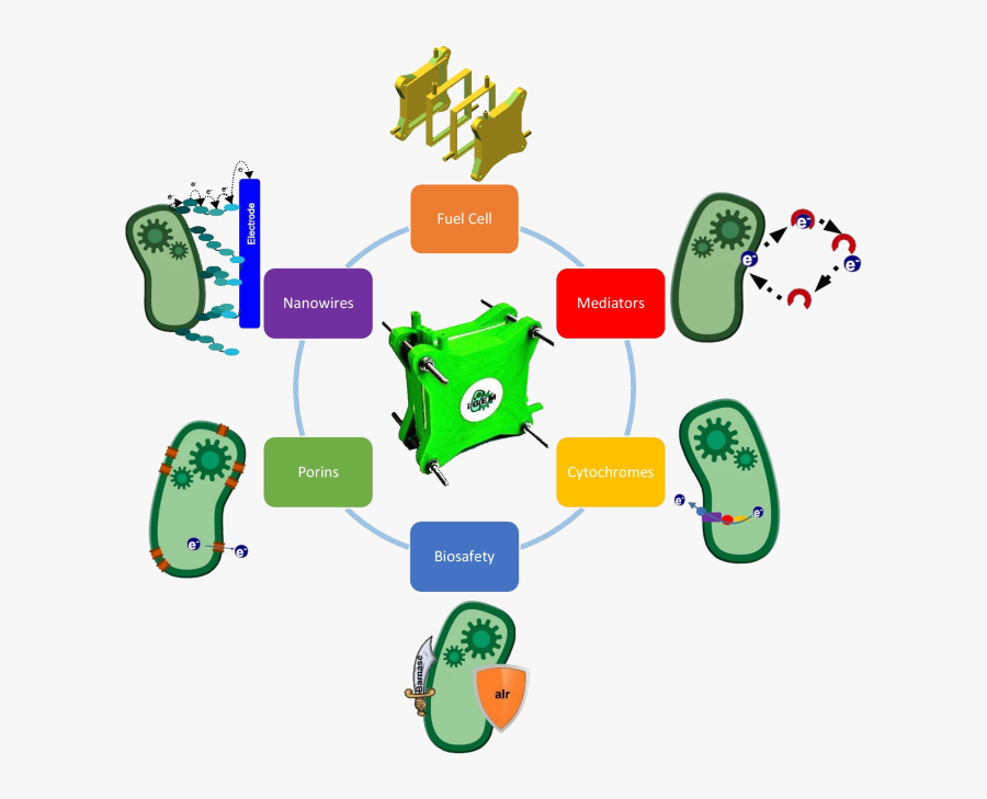 Team Bielefeld Germany Igem, Transparent Clipart