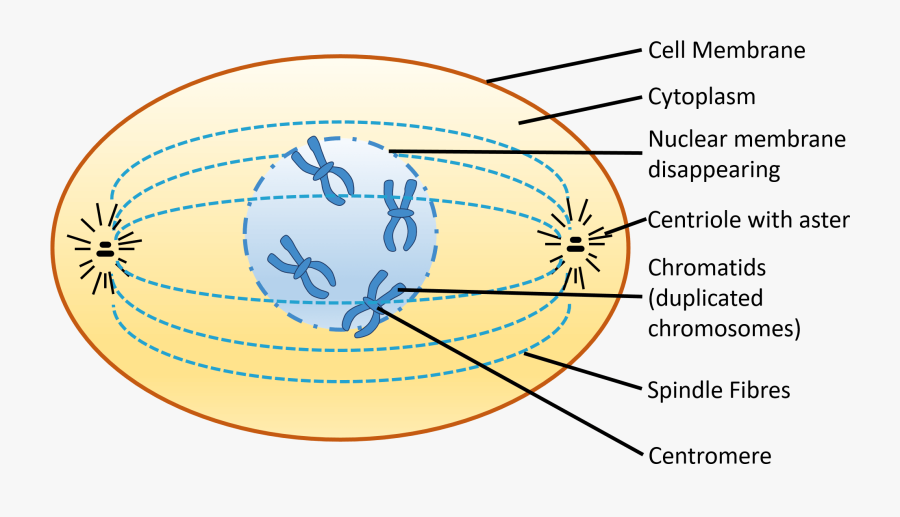 Thumbnail - Prophase, Transparent Clipart