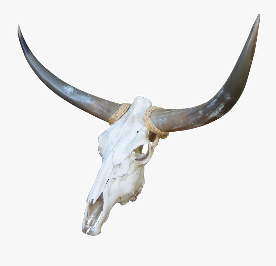 Red, White, And Blue Cattle Bone Goat - Bone Of Cows Skull, Transparent Clipart