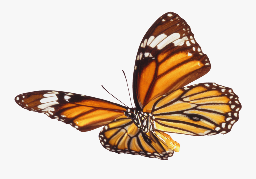 Monarch Butterfly Clipart Png Full Hd - Mariposas Cafes En Png, Transparent Clipart