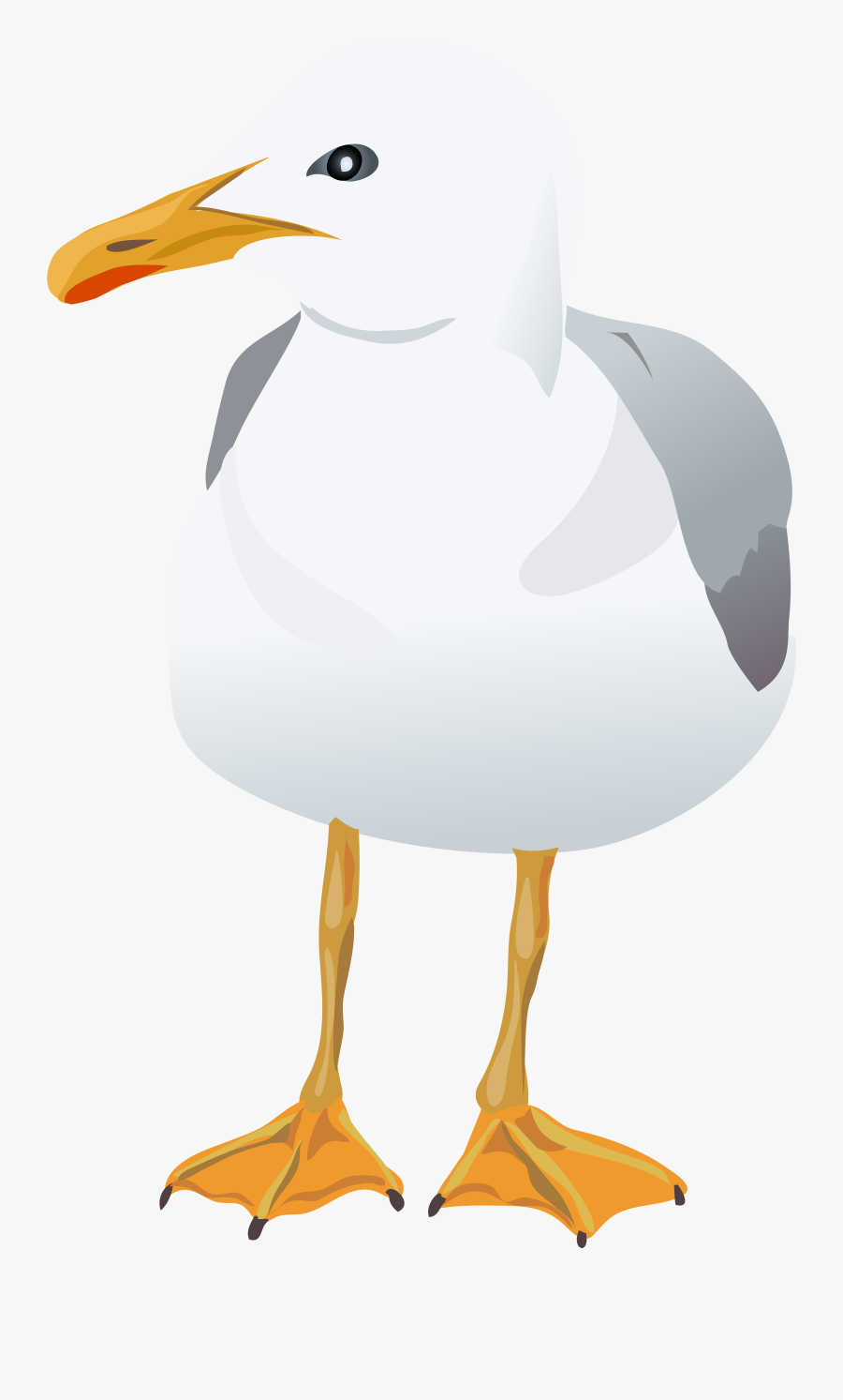 Seagull Clipart Png - Laughing Gull, Transparent Clipart
