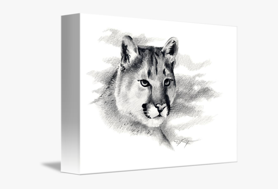 By David Rogers - Mountain Lion Drawing, Transparent Clipart