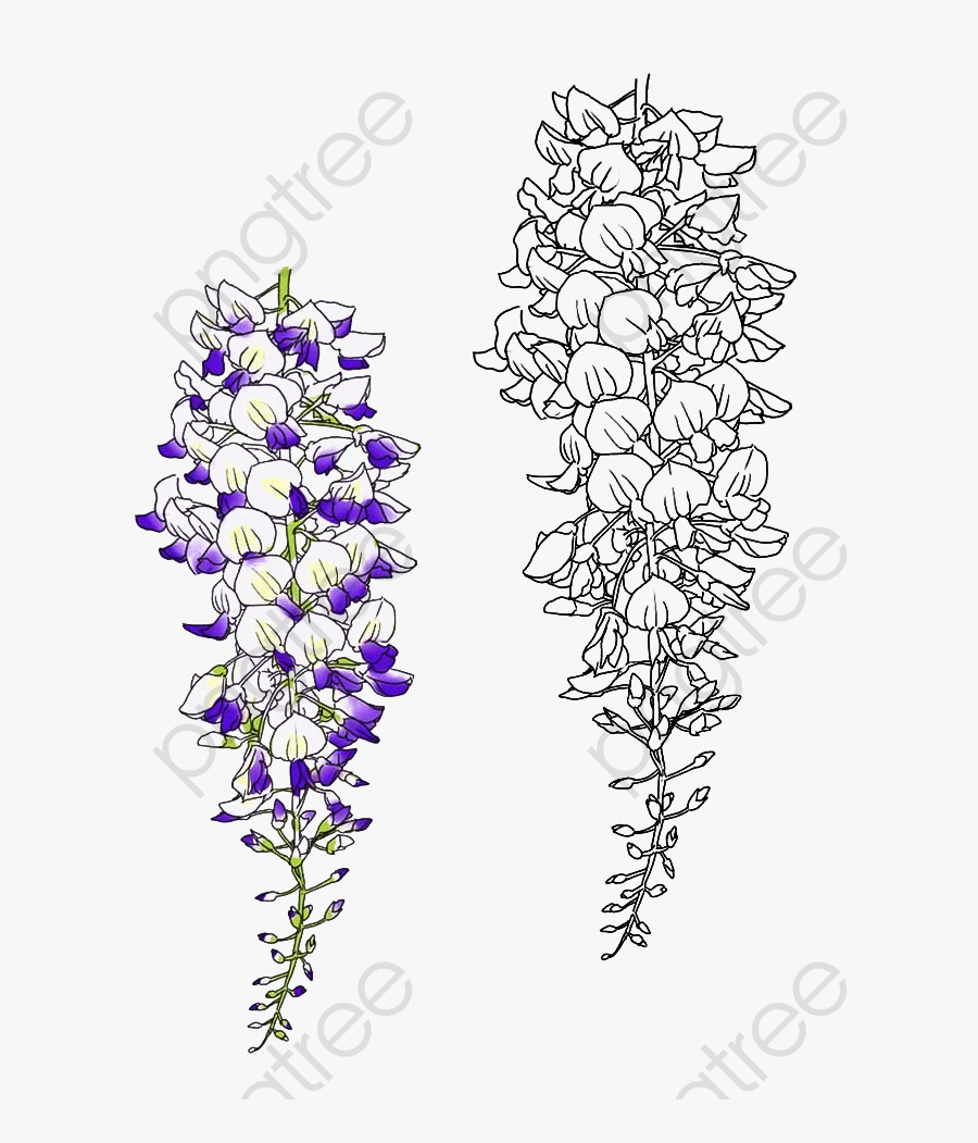 Kudzu Plant Flowers Line - ภาพ วาด ดอก วิ ส ที เรี ย, Transparent Clipart