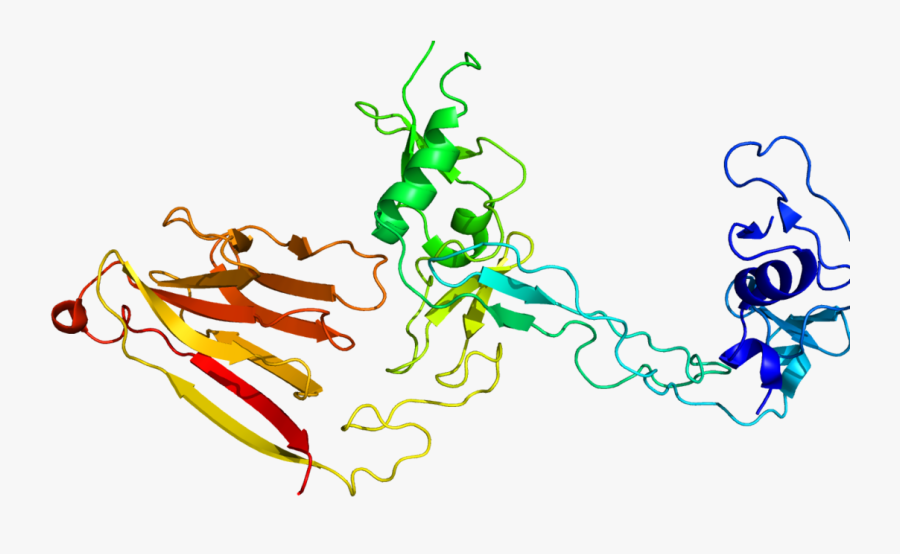 Mass Spectrometry Assisted Identification Of Adamts13, Transparent Clipart