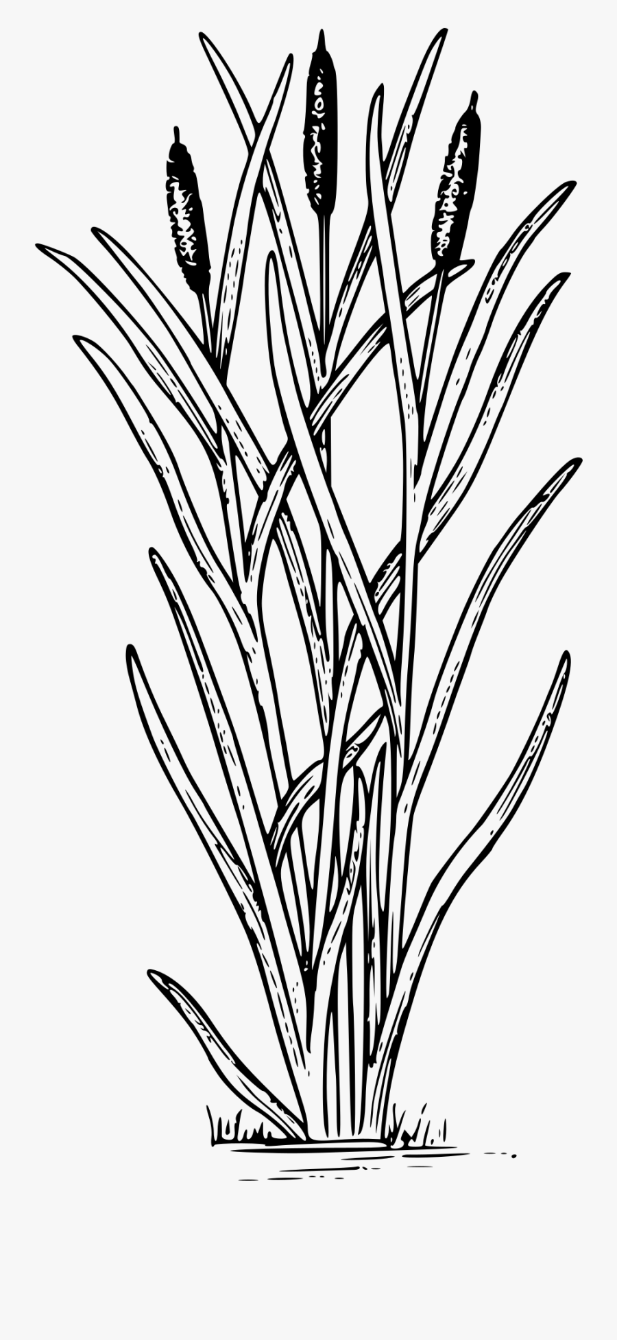 Cattail Clipart, Transparent Clipart