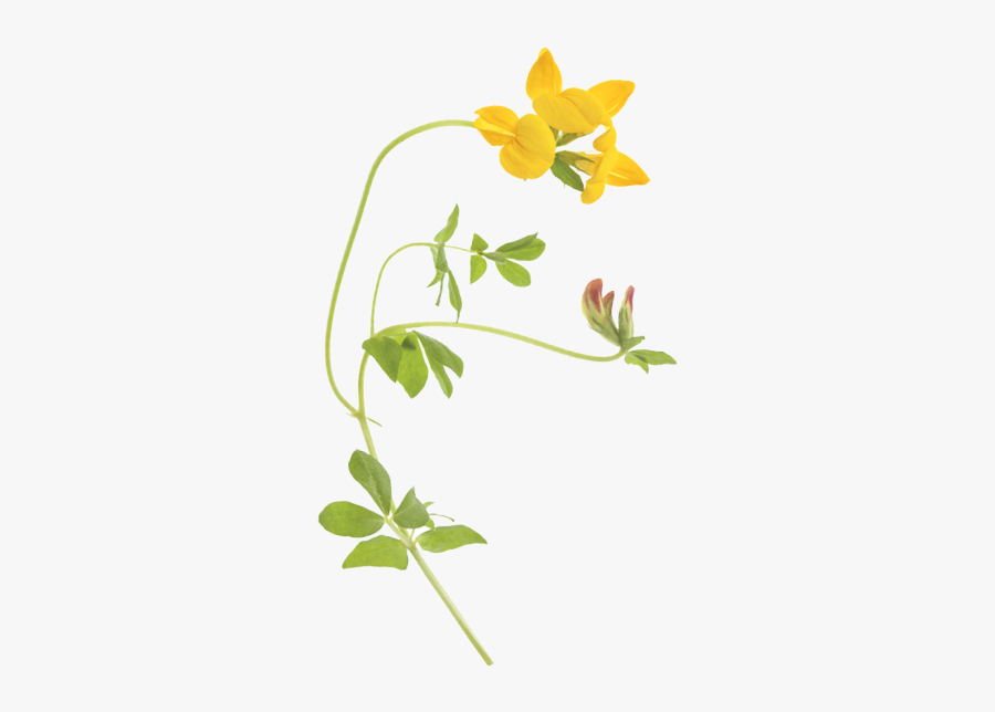 Closeup Photo Of Birdsfoot Trefoil - Bird's Foot Trefoil Transparent, Transparent Clipart