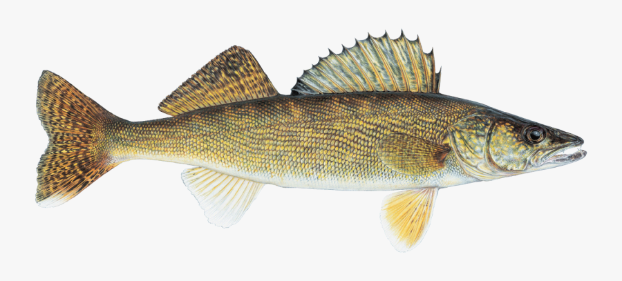 Fishsource Walleye Lake Western - Pickerel Fish, Transparent Clipart