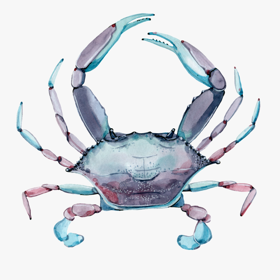 Crab Png Transparent Images - Caranguejo Que Muda De Cor, Transparent Clipart