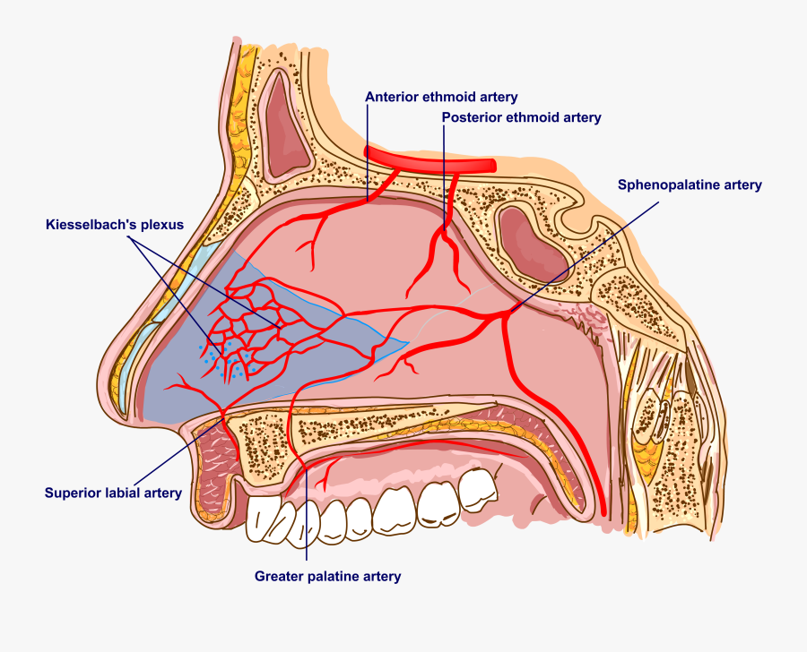Сосуды в носу. Кровеносные сосуды в носовой полости. Зона Киссельбаха кровотечение. Сосуды зоны Киссельбаха.