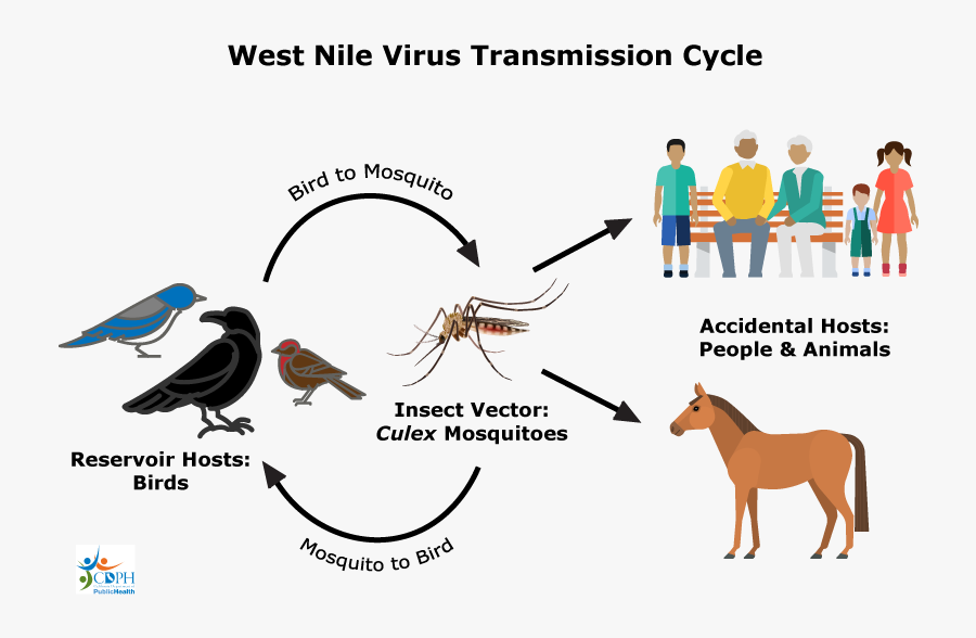 West Nile Virus, Transparent Clipart