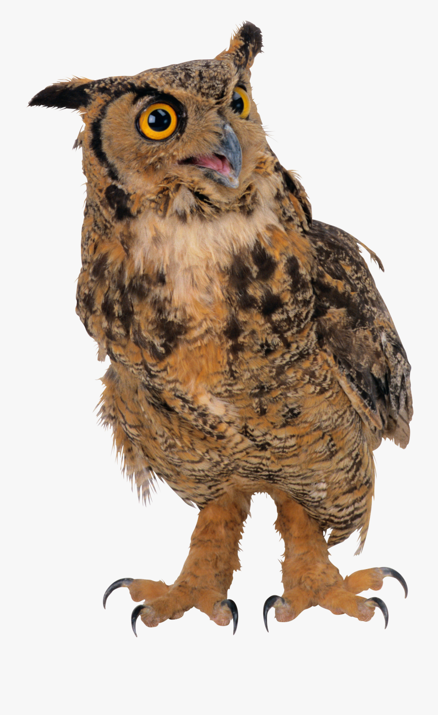 Owl Png - Сова Png, Transparent Clipart