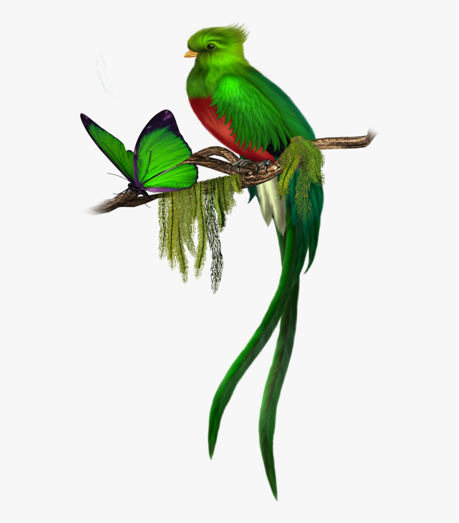 #mq #bird #birds #animal #parrot #butterfly #green - Quetzal Png, Transparent Clipart