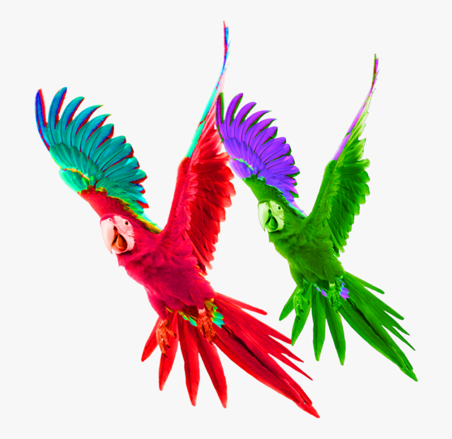 #mq #red #green #parrot #bird #birds - Flying Parrot Png, Transparent Clipart