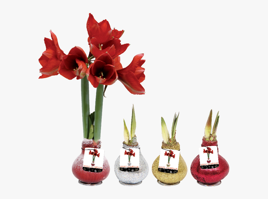 No Water Flowers Amaryllis, Transparent Clipart