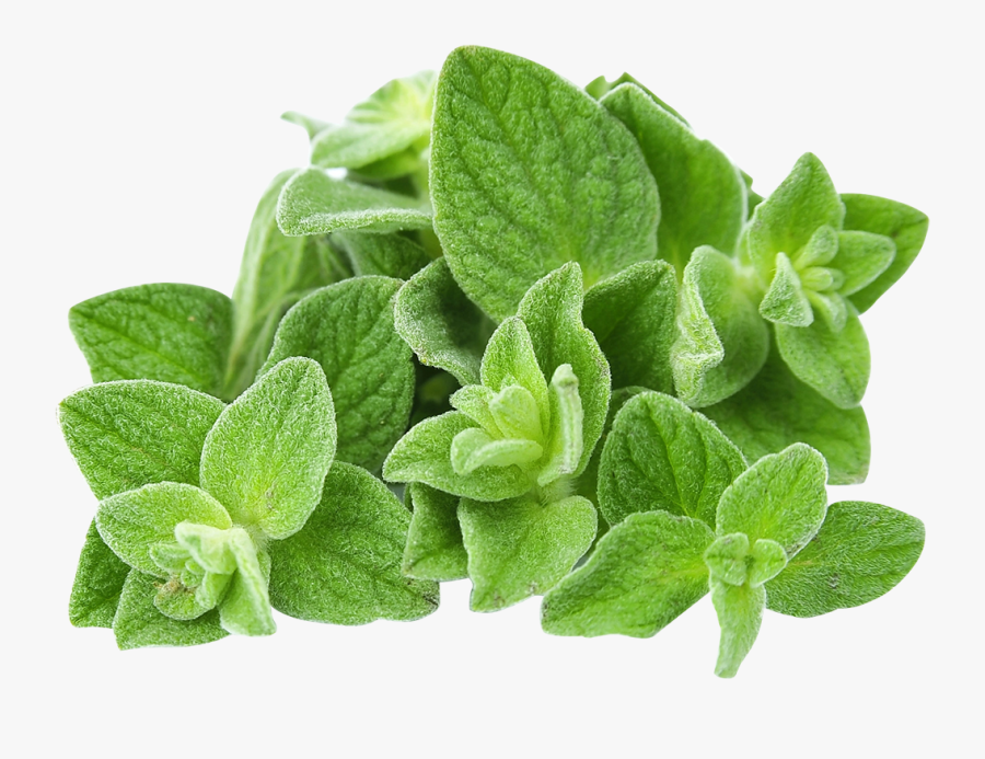 Clip Art Picture Of Oregano Plant - Oregano Leaves, Transparent Clipart