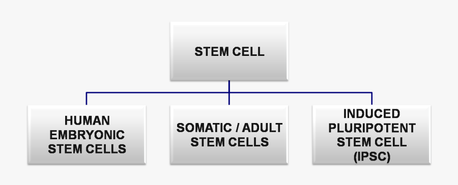 Stem Cell - Classification Of Stem Cells Based On Source, Transparent Clipart