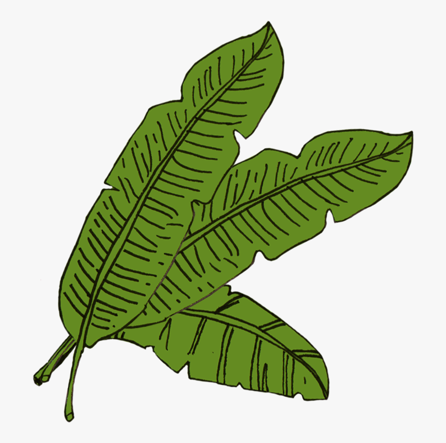 Full Banana Leaf Png For Kids - Banana Leaf Sketch Png, Transparent Clipart