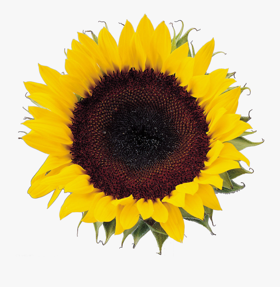Image Freeuse Download Sunflower Seeds Clipart - Transparent Background Sunflower Head, Transparent Clipart