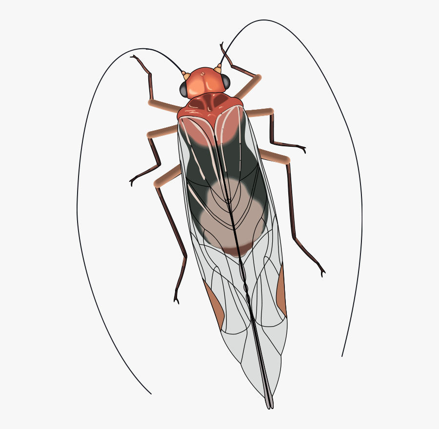 Free Vector Insect - Bugs With Antennae And Wings, Transparent Clipart