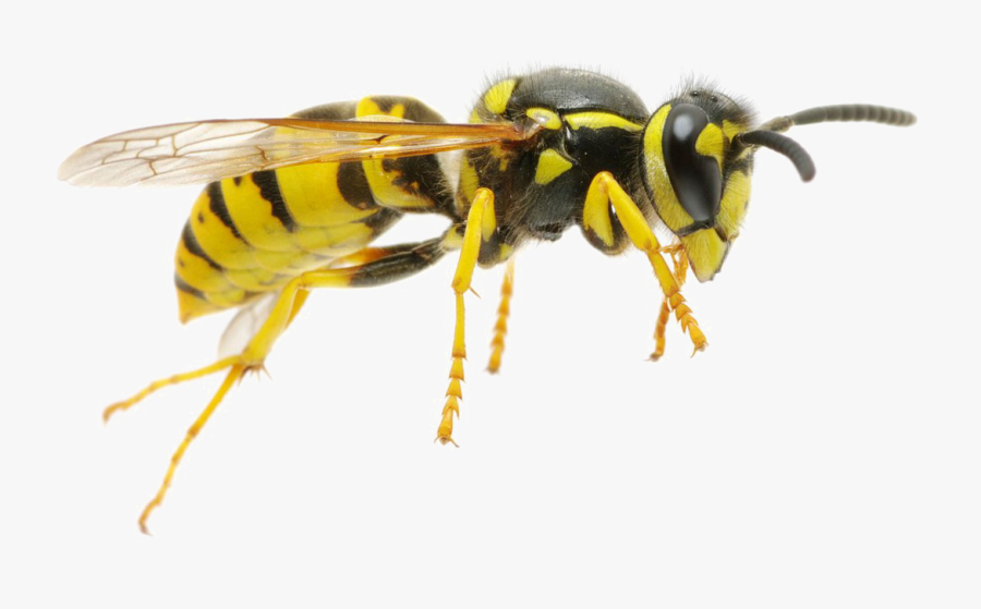 Transparent Yellowjacket Clipart - Wasp Png, Transparent Clipart