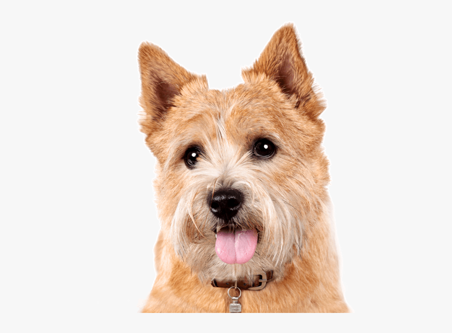 Clip Art Norwich Puppies Dogs Search - Norwich Terrier Png, Transparent Clipart